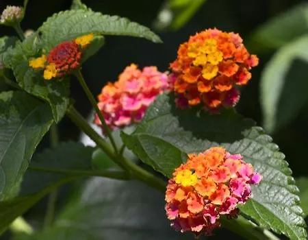 Abbaechelu 2* Santa Margherita di Pula