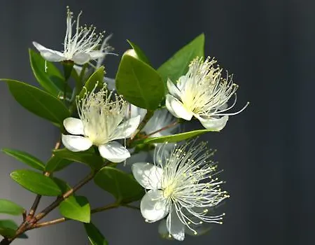 Aparthotel Abbaechelu