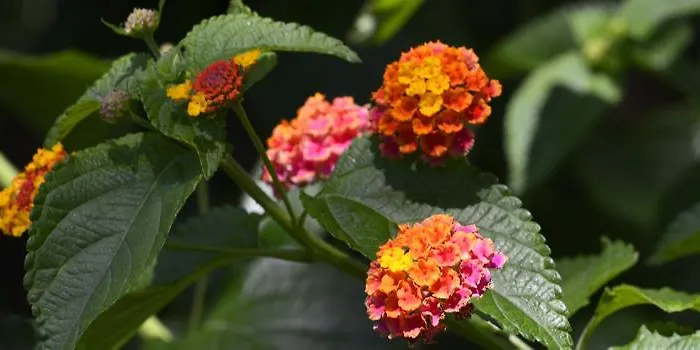 Abbaechelu 2* Santa Margherita di Pula