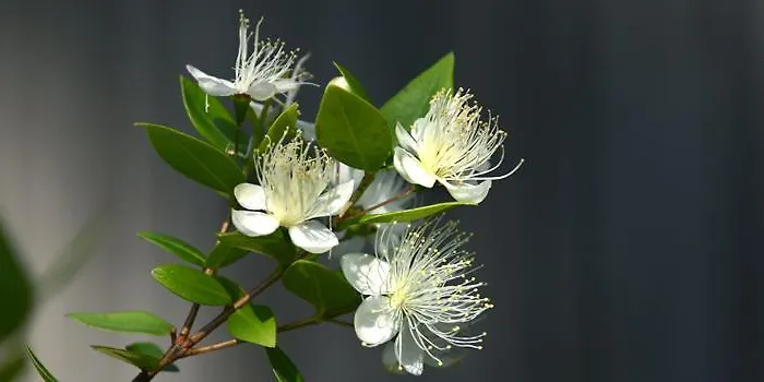 Appart hôtel Abbaechelu